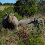 Shamwari - GD2 - Black Rhino