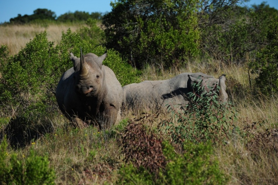 Shamwari - GD2 - Black Rhino
