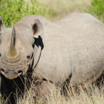Shamwari - GD2 - Black Rhino