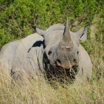 Shamwari - GD2 - Black Rhino