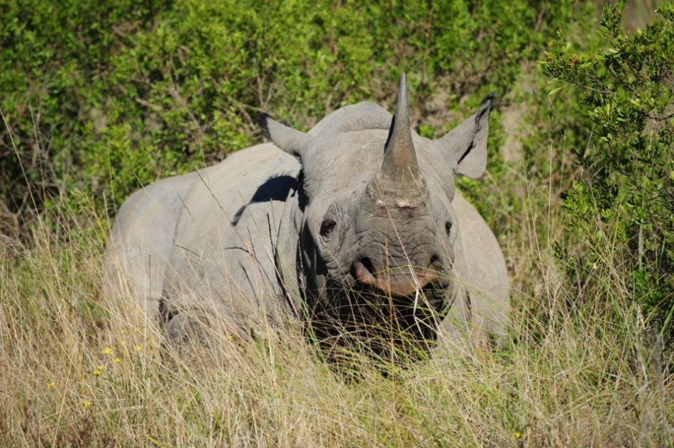 Shamwari - GD2 - Black Rhino