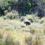 Shamwari - GD2 - Hyena