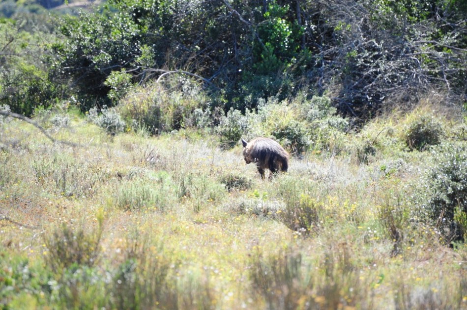 Shamwari - GD2 - Hyena