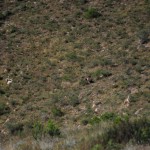 Shamwari - GD2 - Hyena Carrying Wildebeest Skull