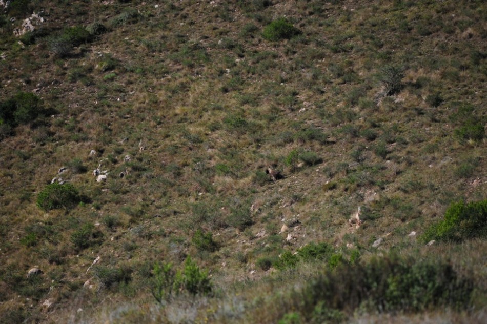 Shamwari - GD2 - Hyena Carrying Wildebeest Skull