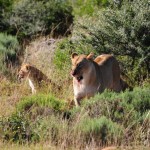 Shamwari - GD2 - Hungry Lioness