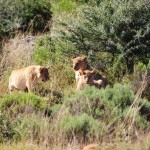 Shamwari - GD2 - Lion Cubs