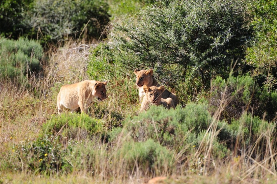 Shamwari - GD2 - Lion Cubs