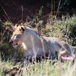 Shamwari - GD2 - Lioness After Eating