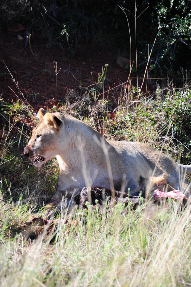 Shamwari - GD2 - Lioness After Eating