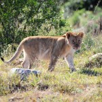 Shamwari - GD2 - Lion Cub Goes Back for Seconds