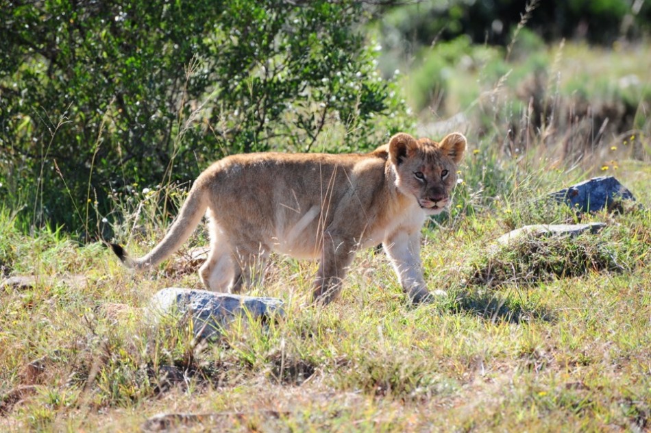Shamwari - GD2 - Lion Cub Goes Back for Seconds
