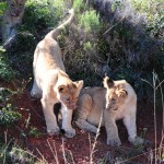 Shamwari - GD2 - Lion Cubs Playing After Lunch