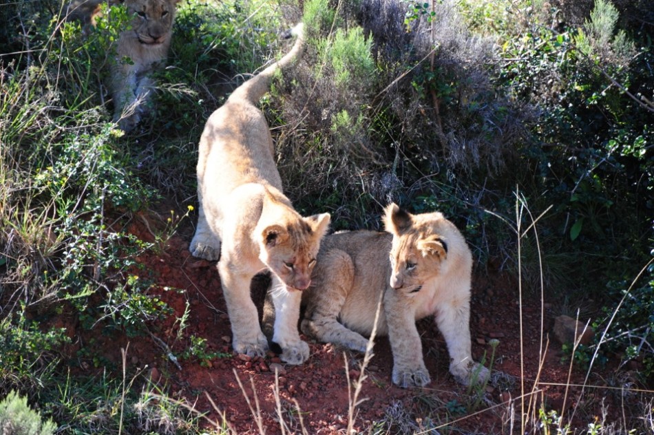 Shamwari - GD2 - Lion Cubs Playing After Lunch