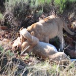 Shamwari - GD2 - Lion Cub Playing