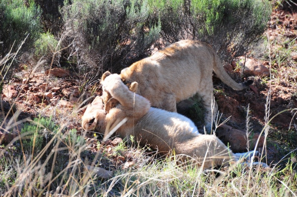 Shamwari - GD2 - Lion Cub Playing