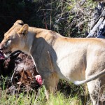 Shamwari - GD2 - Mother Lion
