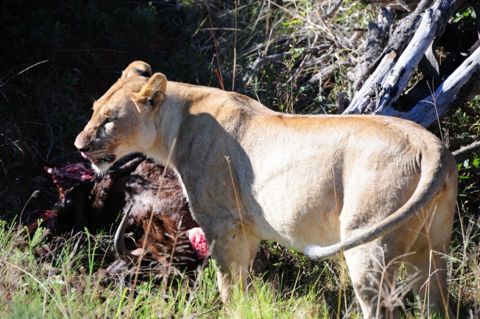 Shamwari - GD2 - Mother Lion