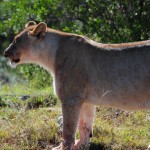 Shamwari - GD2 - Mother Lion