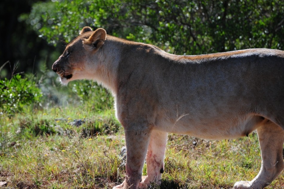 Shamwari - GD2 - Mother Lion