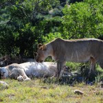 Shamwari - GD2 - Sleepy, Well-Fed Lions