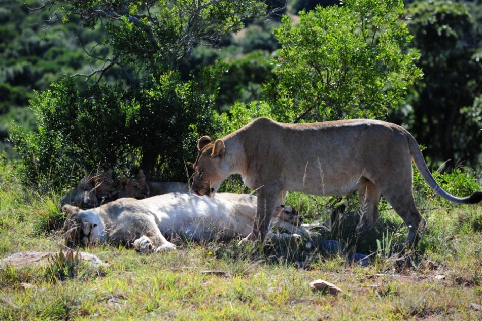 Shamwari - GD2 - Sleepy, Well-Fed Lions
