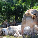 Shamwari - GD2 - Sleepy, Well-Fed Lions