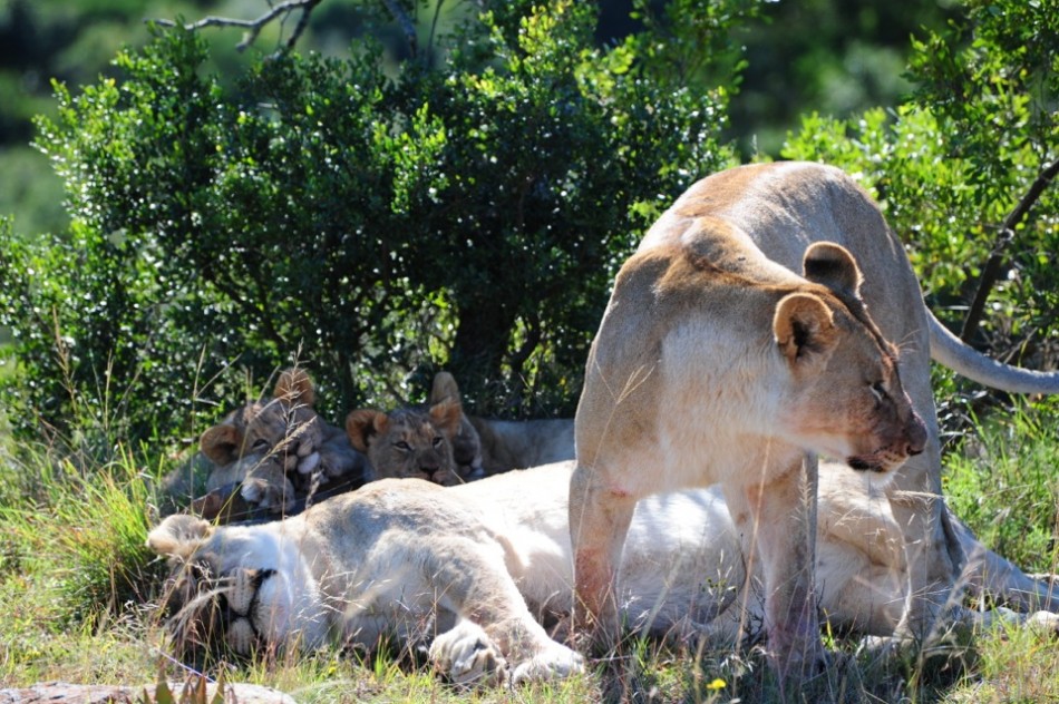 Shamwari - GD2 - Sleepy, Well-Fed Lions