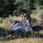 Shamwari - GD2 - After-Lunch Nap