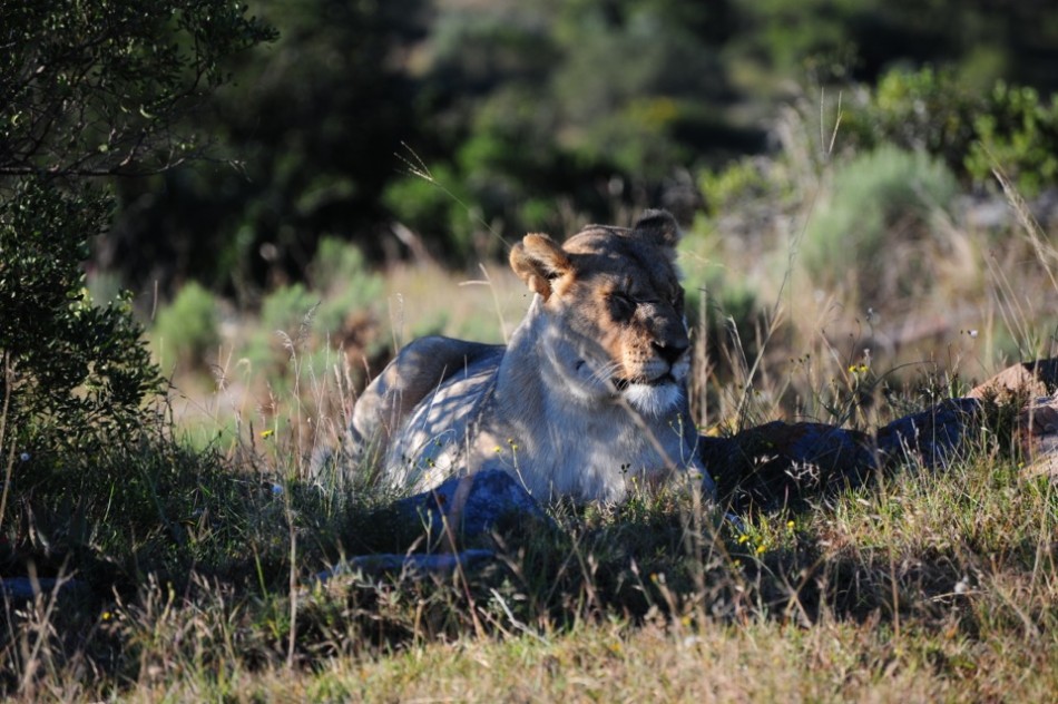 Shamwari - GD2 - After-Lunch Nap