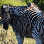 Shamwari - GD3 - Zebras