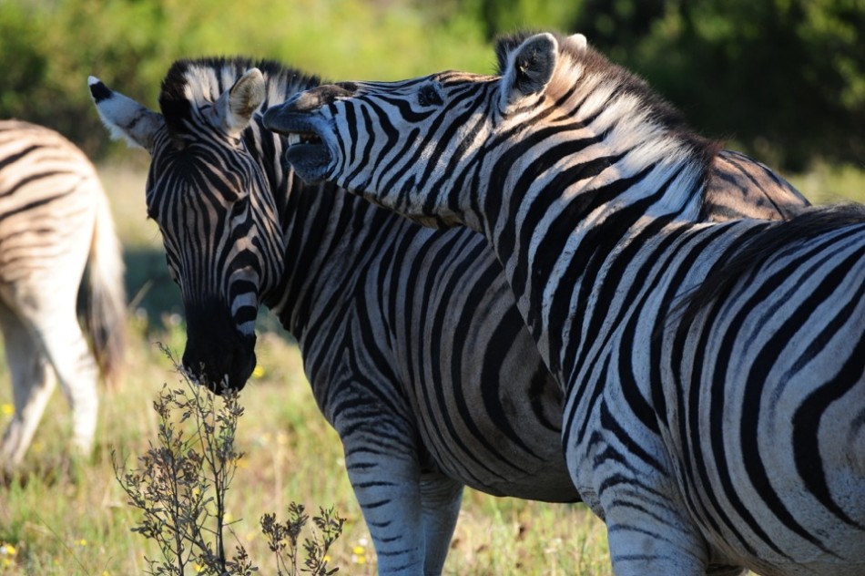 Shamwari - GD3 - Zebras