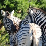 Shamwari - GD3 - Zebras