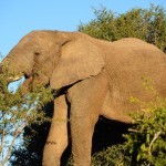 Shamwari - GD3 - Elephant Eating Thorn Bush