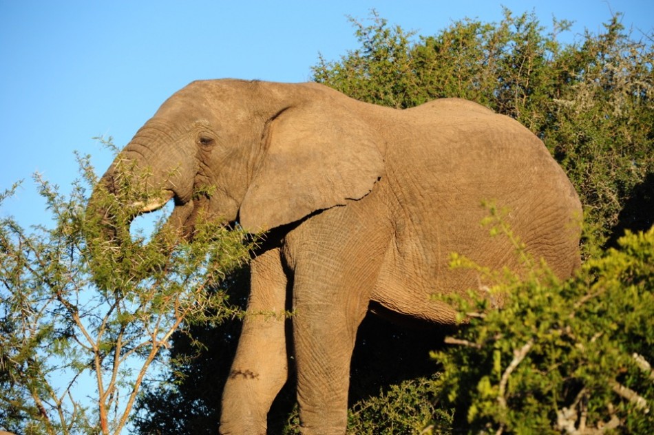 Shamwari - GD3 - Elephant Eating Thorn Bush
