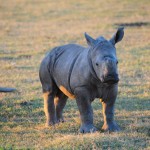 Shamwari - GD3 - Baby White Rhino