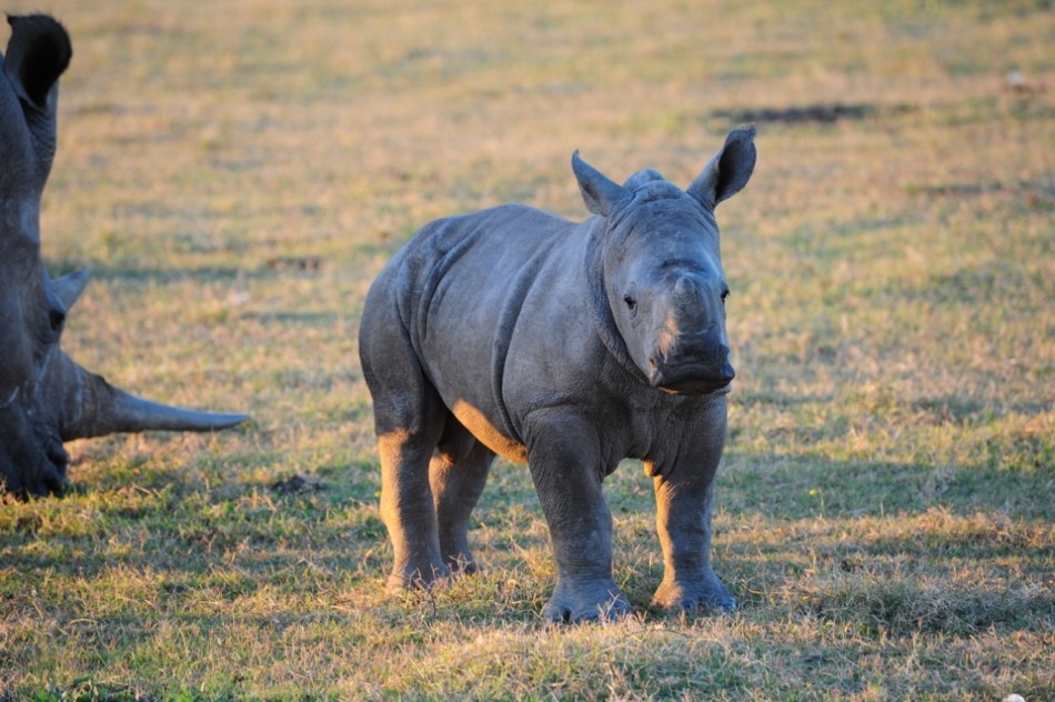 Shamwari - GD3 - Baby White Rhino