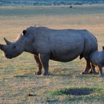 Shamwari - GD3 - Momma and Baby Rhino