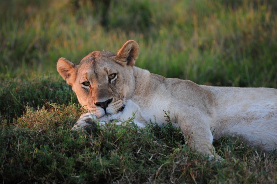 Shamwari - GD3 - Lone Lioness