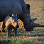 Shamwari - GD3 - More Baby Rhinos