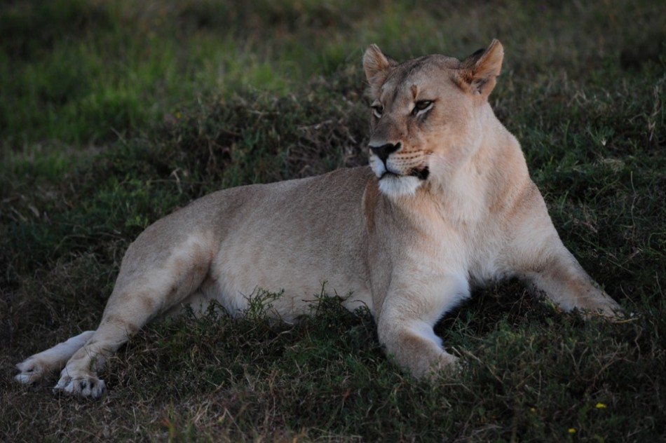 Shamwari - GD3 - Lone Lioness