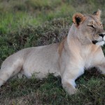 Shamwari - GD3 - Lone Lioness