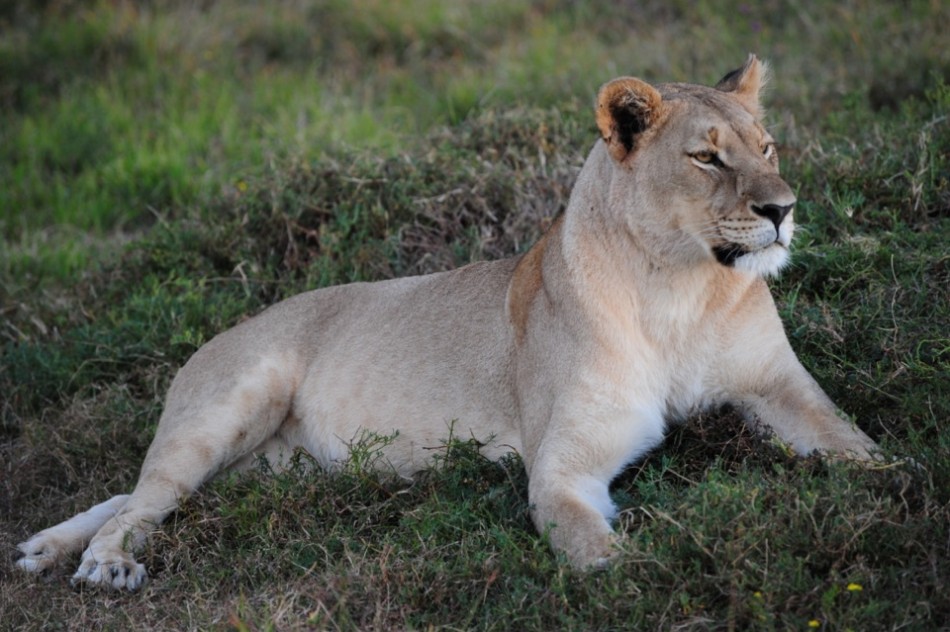 Shamwari - GD3 - Lone Lioness