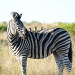 Shamwari - GD4 - Zebra with Small Birds