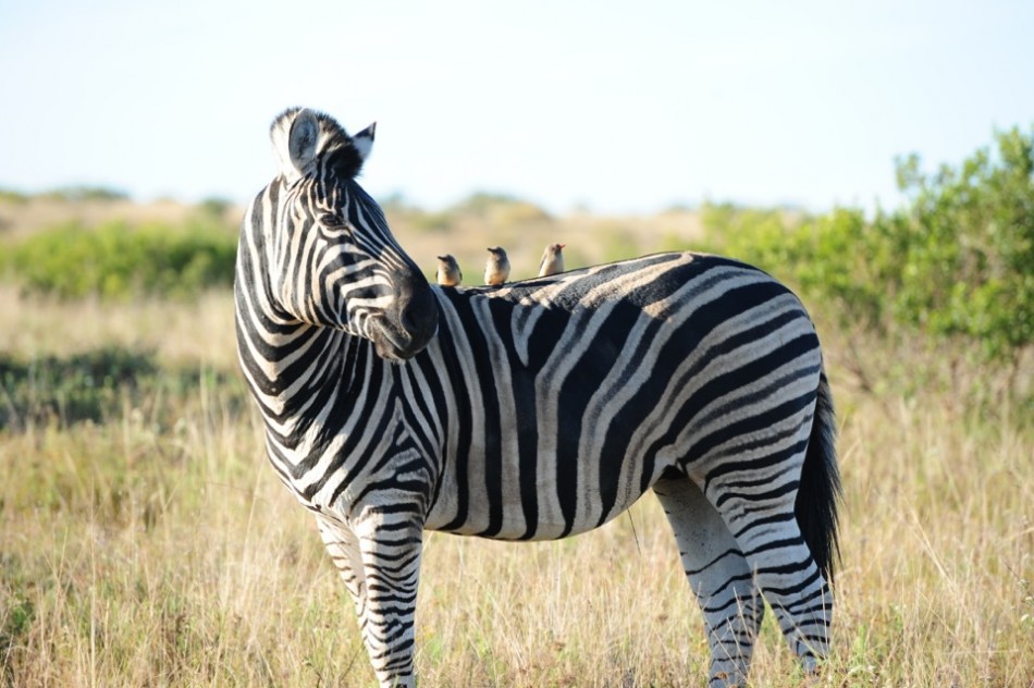 Shamwari - GD4 - Zebra with Small Birds