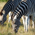 Shamwari - GD4 - Zebras