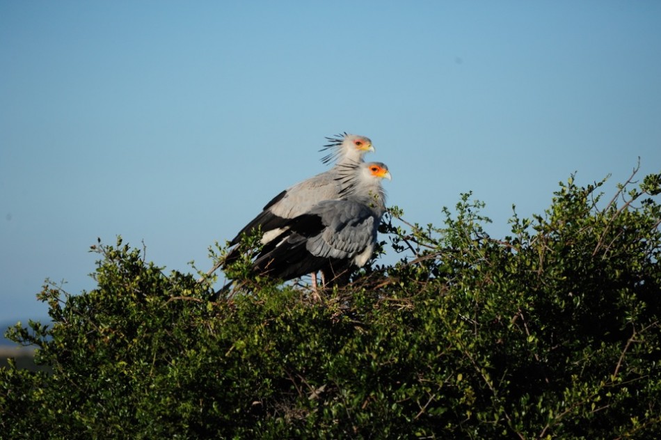 Shamwari - GD4 - Secretary Bird
