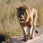 Shamwari - GD4 - Young Adult Male Lion