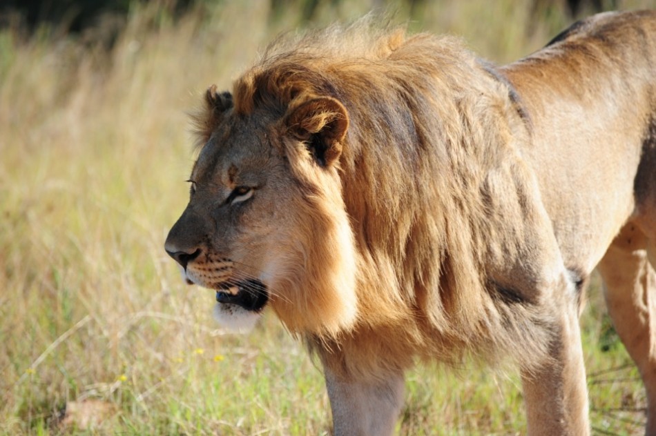 Shamwari - GD4 - Young Adult Male Lion