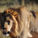 Shamwari - GD4 - Young Adult Male Lion